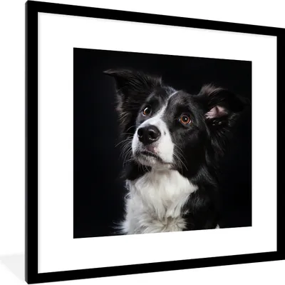 Produktbild von MuchoWow® Gerahmtes Poster Porträt eines Border Collie 40x40 cm - Poster mit Schwarzem Bilderrahmen Wandposter Rahmen Foto Bilder - Poster - Plakat im Rahmen