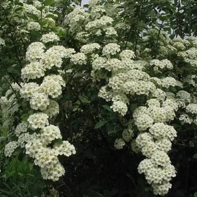 Produktbild von 2 x  Heckenspiere/ Prachtspiere - Spiraea vanhouttei  | 30-40 cm in Container