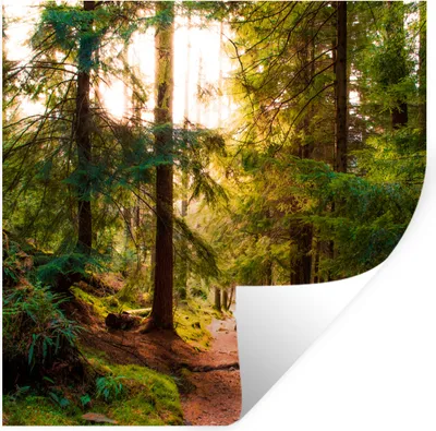 Produktbild von MuchoWow® Wandtattoo Wandsticker Wandaufkleber Wald - Weg - Bäume - Grün - Sonne - Natur 100x100 cm Selbstklebend und Repositionierbar - Wierderverwendbar - Selbstklebend