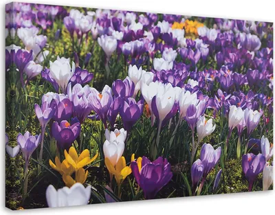 Produktbild von Leinwandbild frühlingskrokusse auf einer wiese 90x60 cm Feeby lila wandbild bereit zum aufhängen