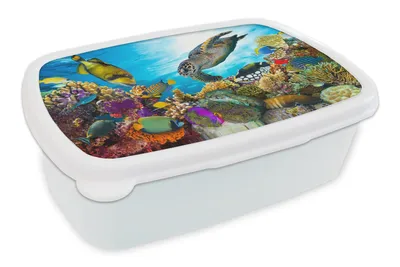 Obrázok produktu pre MuchoWow® Obedník Brotzeit Box na obed 11x17x6cm Želva - more - koral Detský obedový box