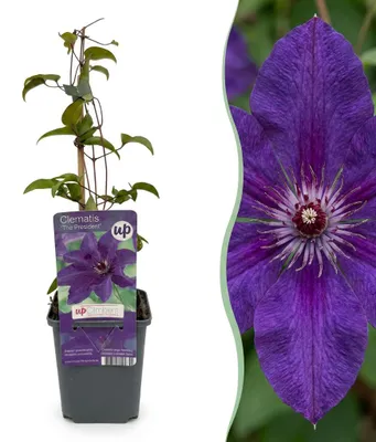 Produktbild von Green boutiQ - 2x Clematis The President - Waldrebe The President - Lila - Kletterpflanze - Ø9cm - ↕35cm, KI-generiertes Bild