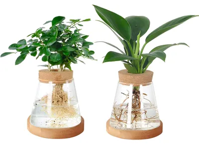Produktbild von 2 Stück Glas-Pflanzenvermehringsstationen – Terrarium für hydroponische Pflanzen