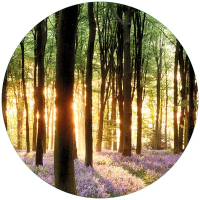 Produktbild von Wallario Premium Glasbild, freischwebende Optik, kräftige Farben, rund 50cm Durchmesser, Motiv Blaue Hasenglöckchen im Wald mit Sonnenstrahlen