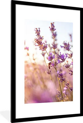 Produktbild von MuchoWow® Gerahmtes Poster Lavendel - Nahaufnahme - Sonne - Blumen - Lila 60x90 cm - Poster mit Schwarzem Bilderrahmen Wandposter Rahmen Foto Bilder - Dekoration - Wandposter Wohnzimmer - Hochwertig