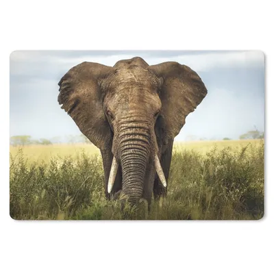 Produktbild von MuchoWow® Schreibtischunterlage Elefant - Gras - Tiere - Natur 60x40 cm - XXL Mauspad - Großes Mauspad