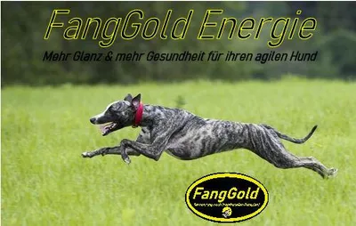 Produktbild von FangGold Energie mit 38% Lachs 15 kg