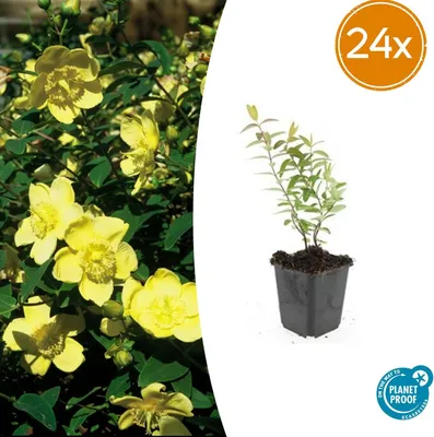Zdjęcie produktu dla Hypericum 'Hidcote' | 24 sztuki - 10-25cm - Ø9cm - Roślina ogrodowa
