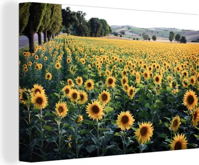 Produktbild von OneMillionCanvasses® - Leinwandbilder - 140x90 cm, Sonnenblume - Hügel - Frühling, Wandbilder Kunstdruck Wanddekoration