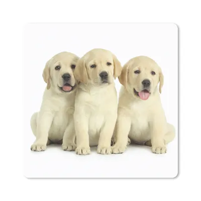 Produktbild von MuchoWow® Mauspad Mousepad Bezaubernde Labrador Retriever Welpen 30x30 cm - Mousepads - Maus Mat - Pad - Mausunterlage - Gaming