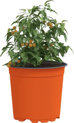 Produktbild von Stabli Blumentopf 50 pcs - Montage erforderlich - Keramik Ø 15 x 13cm Kunststoff - Beete DE790682 - Beete