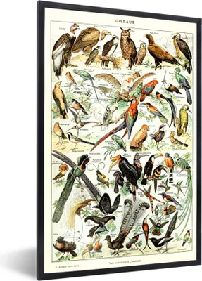 Produktbild von MuchoWow® Gerahmtes Poster Vogel - Tiere - Natur 60x90 cm - Poster mit Schwarzem Bilderrahmen Wandposter Rahmen Foto Bilder - Kunst