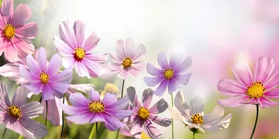 Produktbild von Tulup® Glas-Bild - 100x50 -Wandkunst - Wandbild hinter gehärtetem Sicherheitsglas  - Blumen & Pflanzen - Blumen auf Wiese - Rosa