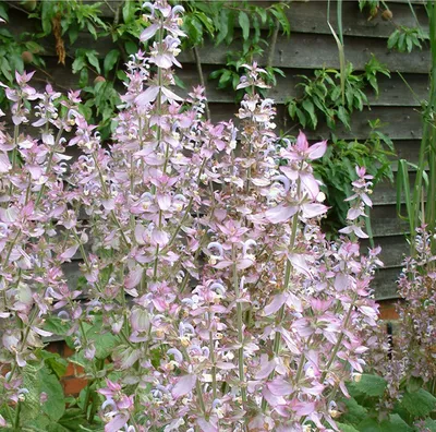 Produktbild von 6 x Muskateller Salbei - Salvia sclarea turkestanica | Topf 9x9 cm
