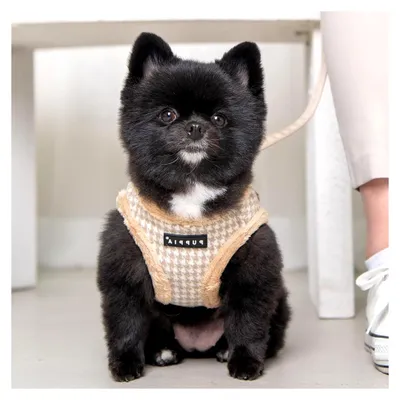 Produktbild von Hundegeschirr für kleine und mittelgroße Hunde - verstellbar und komfortabel, Beige, L