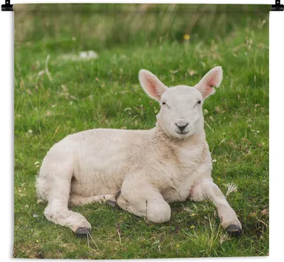 Produktbild von MuchoWow® Wandteppich Wandbehang Schafe - Tiere - Lamm 120x120 cm Tapisserie Dekoration Wandtuch - Modern - Baumwollgewebe