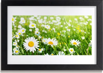 Produktbild von Bild 30x20 MDF-Rahmen Wandkunst Gänseblümchen-Blumen-Anlage