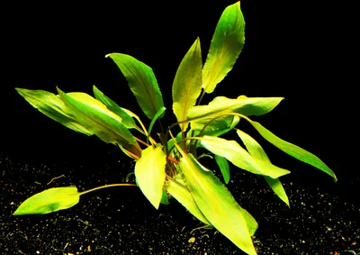Produktbild von 1 Topf Gewellter Wasserkelch (Cryptocoryne undulata)