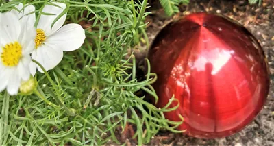 A red decorative sphere sits next to white flowers and green foliage.
