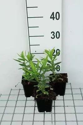 Productafbeelding van 6 x *Physostegia virg.* 'Vivid' - Gelenkbloem - Pot van 9 x 9 cm