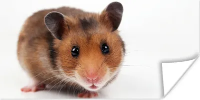 Produktbild von MuchoWow® Poster Neugieriger Hamster 120x60 cm - Bild