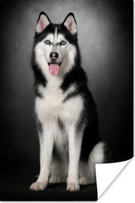 Produktbild von MuchoWow® Poster Sibirischer Schlittenhund 20x30 cm - Papierdruck