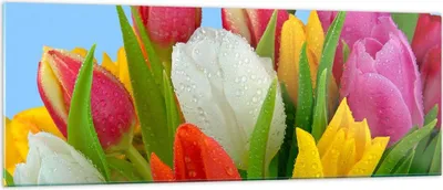 Produktbild von Bilder auf glas - Tulpen Blumenstrauß Blumen Tau - 140x50cm - Glasbilder - Wandbilder - Kunstdruck - zum Aufhängen bereit - Wanddekoration aus Glas - Glas Bilder - Wandbild auf Glas - GAB140x50-2526
