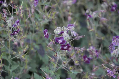 Produktbild von Geranium phaeum 'Samobor', Storchschnabel, dunkelviolett, ca. 9x9 cm Topf
