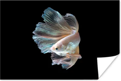 Produktbild von MuchoWow® Poster Fisch - Schwanz - Schwarz 90x60 cm - Schlafzimmer
