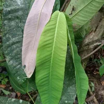 Obrázek produktu pro Syzygium (Syzygium versteegii)  – 1 naklíčené semeno