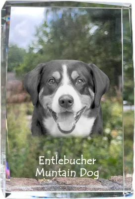 Obrázek produktu pro Art-Dog Fotorámeček – Entlebucherský salašnický pes