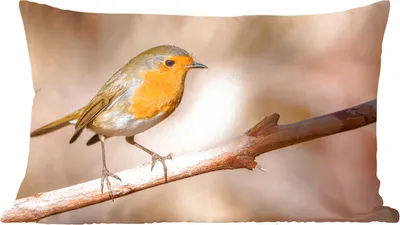 Produktbild von MuchoWow® Zierkissen Sofakissen Wohnzimmer Dekokissen 60x40 cm Vogel - Zweig - Rotkehlchen - Kopfkissen - Polster mit Foto