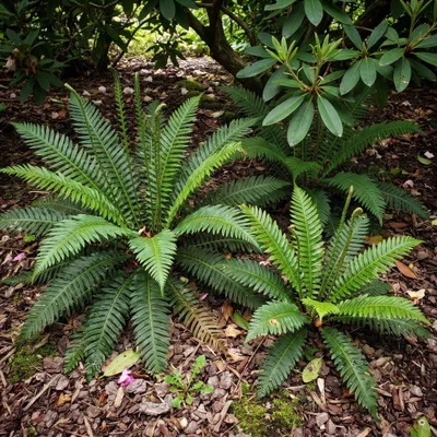 Produktbild von Stauden Gänge 1 x Blechnum spicant im 1 Liter Topf - Europäischer Rippenfarn - wintergrüner Farn für sauren, feuchten Boden im Schatten