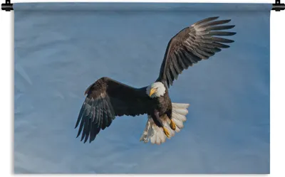 Produktbild von MuchoWow® Wandteppich Wandbehang Ein amerikanischer Weißkopfseeadler am blauen Himmel 120x80 cm Tapisserie Dekoration Wandtuch - Wanddekorationen - Wandtücher