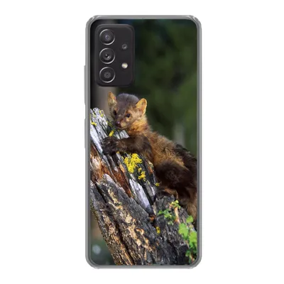 Produktbild von MuchoWow® Handyhülle Schutzhülle Hülle für Samsung Galaxy A33 5G Marder - Baum - Wald Silikon Softcase Handy Hülle - Kartenhalter