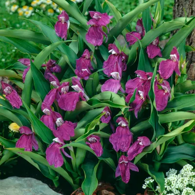 Image de Roscoea - Roskea auriculata 1 pièce plant plant