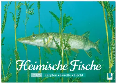 Produktbild von Heimische Fische: Karpfen, Forelle, Hecht (Wandkalender 2026 DIN A3 quer), CALVENDO Monatskalender