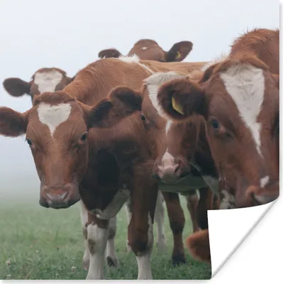 Produktbild von MuchoWow® Poster Kühe - Braun - Nebel 30x30 cm - Wandposter - Printing