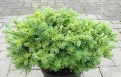 Produktbild von Larix kaempferi Wolterdingen - japanische Zwerglärche Wolterdingen - 20-25
