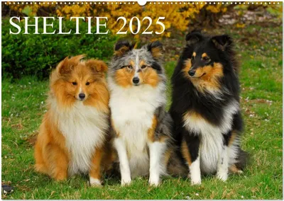 Produktbild von Sheltie 2025 (Wandkalender 2025 DIN A2 quer), CALVENDO Monatskalender