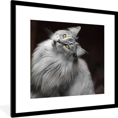 Produktbild von MuchoWow® Gerahmtes Poster Weiße und graue Maine Coon Katze 40x40 cm - Poster mit Schwarzem Bilderrahmen Wandposter Rahmen Foto Bilder - Poster - Plakat im Rahmen