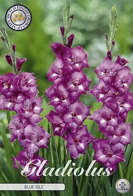Artikelbild 2 von 'Gladiole Blue Isle (10 Stück)' aus der Kategorie Gladiolenzwiebeln