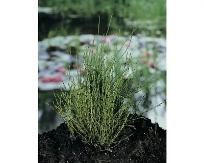 Produktbild von Schachtelhalm FloraSelf® Equisetum scirpoides H 5-15 cm Co 0,3 L