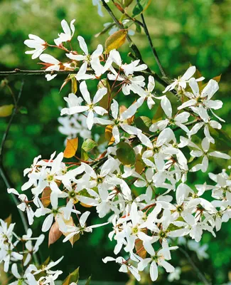 Produktbild von Amelanchier alnifolia 'Robin Hill', Felsenbirne, 60–100 cm, weiß-rosa Blüten