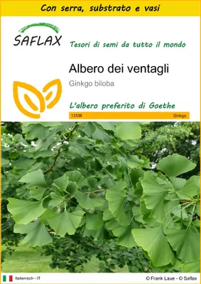 Immagine prodotto di SAFLAX Insieme di coltivazione - Albero dei ventagli - 4 semi - Ginkgo