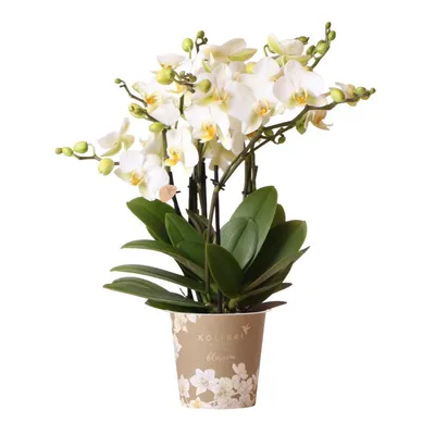 Image de Colibri Orchids | orchidée blanche Phalaenopsis - Lausanne- potmaat Ø12cm | plante fleurie - vers van de kweker
