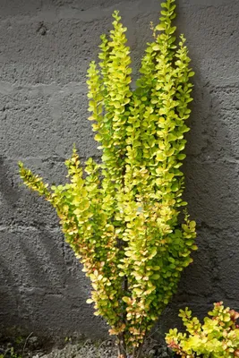 Produktbild von Berberis thunbergii 'Golden Torch', gelb, 60–80 cm
