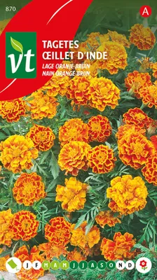 Immagine prodotto di Semi di Tagetes basso arancio-marrone - Circa 1 gr | VT_870