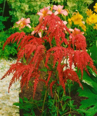Produktbild von Astilbe thunbergii 'Rote Straußenfeder', rote Blüten, ca. 9x9 cm Topf