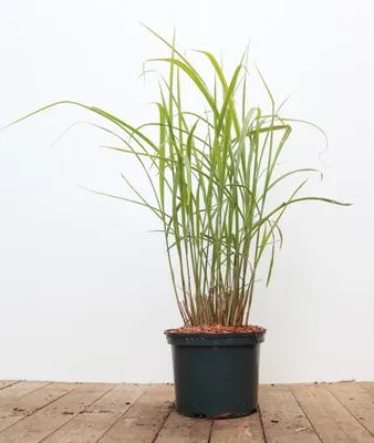 Produktbild von Miscanthus sinensis 'Variegatus', Chinaschilf, gestreift, 3-5 Liter Container